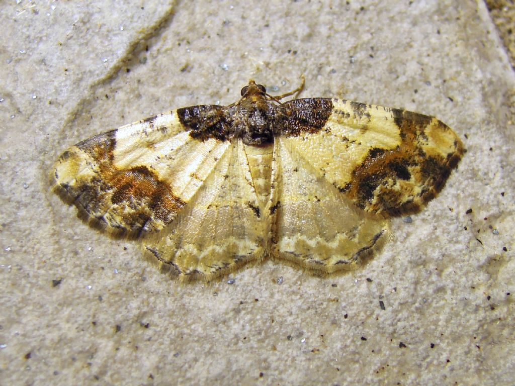 Ligdia adustata